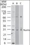 Nurim antibody, orb87831, Biorbyt, Western Blot image 