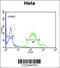 Wnt Family Member 5A antibody, 62-006, ProSci, Immunofluorescence image 