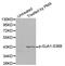 Gap Junction Protein Alpha 1 antibody, MBS128252, MyBioSource, Western Blot image 