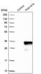 Family With Sequence Similarity 167 Member A antibody, PA5-56470, Invitrogen Antibodies, Western Blot image 