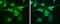 Calbindin 2 antibody, GTX103261, GeneTex, Immunocytochemistry image 