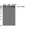 Fms Related Tyrosine Kinase 1 antibody, LS-C381658, Lifespan Biosciences, Western Blot image 