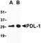 PD-L1 antibody, orb74809, Biorbyt, Western Blot image 