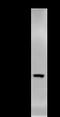 DDX39A antibody, LS-C342437, Lifespan Biosciences, Immunoprecipitation image 