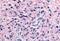 Purinergic Receptor P2Y12 antibody, MBS243429, MyBioSource, Immunohistochemistry paraffin image 