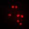 ETS Variant 6 antibody, orb213909, Biorbyt, Immunofluorescence image 