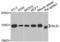 BH3-Like Motif Containing, Cell Death Inducer antibody, LS-C346397, Lifespan Biosciences, Western Blot image 