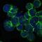 IL2 Inducible T Cell Kinase antibody, GTX60475, GeneTex, Immunocytochemistry image 