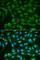 Sorbitol Dehydrogenase antibody, A2118, ABclonal Technology, Immunofluorescence image 