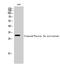 Coagulation Factor X antibody, A00641, Boster Biological Technology, Western Blot image 