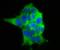 Ubiquitin thiolesterase FAF-X antibody, A02594, Boster Biological Technology, Immunocytochemistry image 