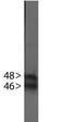 RNA Binding Fox-1 Homolog 3 antibody, ab104224, Abcam, Western Blot image 