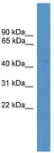 Neuropeptide FF Receptor 2 antibody, TA342655, Origene, Western Blot image 