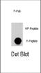 AKT Serine/Threonine Kinase 3 antibody, abx031997, Abbexa, Dot Blot image 