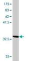 Target Of Myb1 Membrane Trafficking Protein antibody, H00010043-M06, Novus Biologicals, Western Blot image 