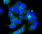 Glycogen Synthase Kinase 3 Beta antibody, NBP2-67444, Novus Biologicals, Immunocytochemistry image 