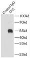 ETS Transcription Factor ERG antibody, FNab02838, FineTest, Immunoprecipitation image 