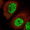 MORN Repeat Containing 3 antibody, HPA038710, Atlas Antibodies, Immunofluorescence image 