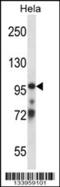 Transcription elongation factor B polypeptide 3 antibody, 57-554, ProSci, Western Blot image 