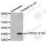 CAMP Responsive Element Binding Protein 1 antibody, AP0332, ABclonal Technology, Western Blot image 