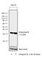 Granzyme B antibody, MA1-25021, Invitrogen Antibodies, Western Blot image 