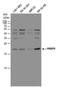 RB Binding Protein 9, Serine Hydrolase antibody, PA5-78341, Invitrogen Antibodies, Western Blot image 