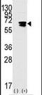 RAD9 Checkpoint Clamp Component A antibody, PA5-11398, Invitrogen Antibodies, Western Blot image 