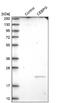 CCAAT Enhancer Binding Protein Gamma antibody, NBP1-89742, Novus Biologicals, Western Blot image 