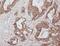 WD Repeat Domain 55 antibody, FNab09498, FineTest, Immunohistochemistry frozen image 