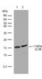 Microtubule Associated Protein 1 Light Chain 3 Beta antibody, 700712, Invitrogen Antibodies, Western Blot image 