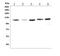EPH Receptor B2 antibody, A01507-1, Boster Biological Technology, Western Blot image 
