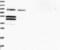 F-Box And WD Repeat Domain Containing 8 antibody, NBP1-84715, Novus Biologicals, Western Blot image 