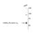Gamma-Aminobutyric Acid Type A Receptor Alpha4 Subunit antibody, NB300-193, Novus Biologicals, Western Blot image 