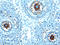 TYRO3 Protein Tyrosine Kinase antibody, AF759, R&D Systems, Immunohistochemistry frozen image 