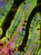 Ceruloplasmin antibody, ab48614, Abcam, Immunohistochemistry frozen image 
