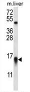 MYC Binding Protein antibody, AP52785PU-N, Origene, Western Blot image 