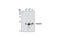 Baculoviral IAP Repeat Containing 5 antibody, 2808S, Cell Signaling Technology, Western Blot image 