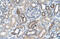 Uronyl 2-sulfotransferase antibody, 30-214, ProSci, Immunohistochemistry frozen image 