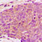AKT1 Substrate 1 antibody, LS-C358412, Lifespan Biosciences, Immunohistochemistry paraffin image 