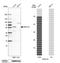 G Protein-Coupled Receptor 176 antibody, PA5-59001, Invitrogen Antibodies, Western Blot image 