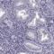Family With Sequence Similarity 166 Member A antibody, PA5-54754, Invitrogen Antibodies, Immunohistochemistry frozen image 