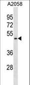 Bifunctional Apoptosis Regulator antibody, LS-C156803, Lifespan Biosciences, Western Blot image 