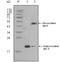 Apolipoprotein O antibody, A09879, Boster Biological Technology, Western Blot image 