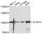 Zinc Finger CCCH-Type Containing 14 antibody, abx126806, Abbexa, Western Blot image 