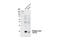 Cyclin Dependent Kinase 1 antibody, 2543S, Cell Signaling Technology, Western Blot image 