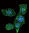 Acyl-CoA Oxidase 1 antibody, LS-B11320, Lifespan Biosciences, Immunofluorescence image 