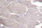 Component Of Inhibitor Of Nuclear Factor Kappa B Kinase Complex antibody, LS-C176654, Lifespan Biosciences, Immunohistochemistry paraffin image 