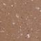 ER Membrane Associated RNA Degradation antibody, HPA041741, Atlas Antibodies, Immunohistochemistry frozen image 