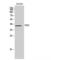 LRAT Domain Containing 2 antibody, LS-C384967, Lifespan Biosciences, Western Blot image 