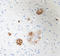 Apolipoprotein E antibody, 811602, BioLegend, Immunohistochemistry paraffin image 